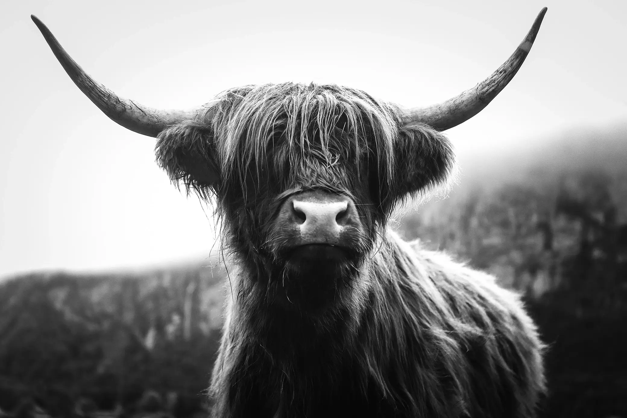 Da ist ein schottisches Hochlandrind mit langen, geschwungenen Hörnern.